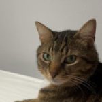 Profile picture of Merve088