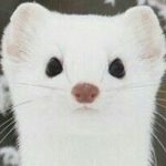 Profile picture of Vo Thanh Thu