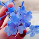 Profile picture of Leah Leah