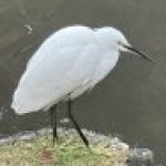 Profile picture of May Sato