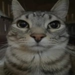 Profile picture of Lekai