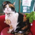 Profile picture of Hamit mert Uyar