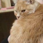 Profile picture of Anzhela