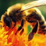 Profile picture of imane douabi