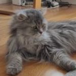 Profile picture of Elmas