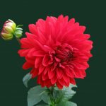 Profile picture of Rijman