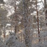 Profile picture of Luisa