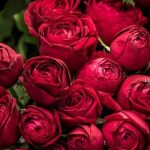 Profile picture of Anna